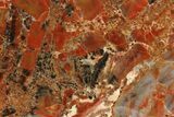 Polished Petrified Wood (Araucarioxylon) - Arizona #284326-1